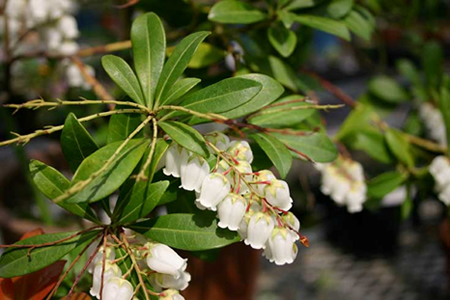 日本の植物園が抱える問題点